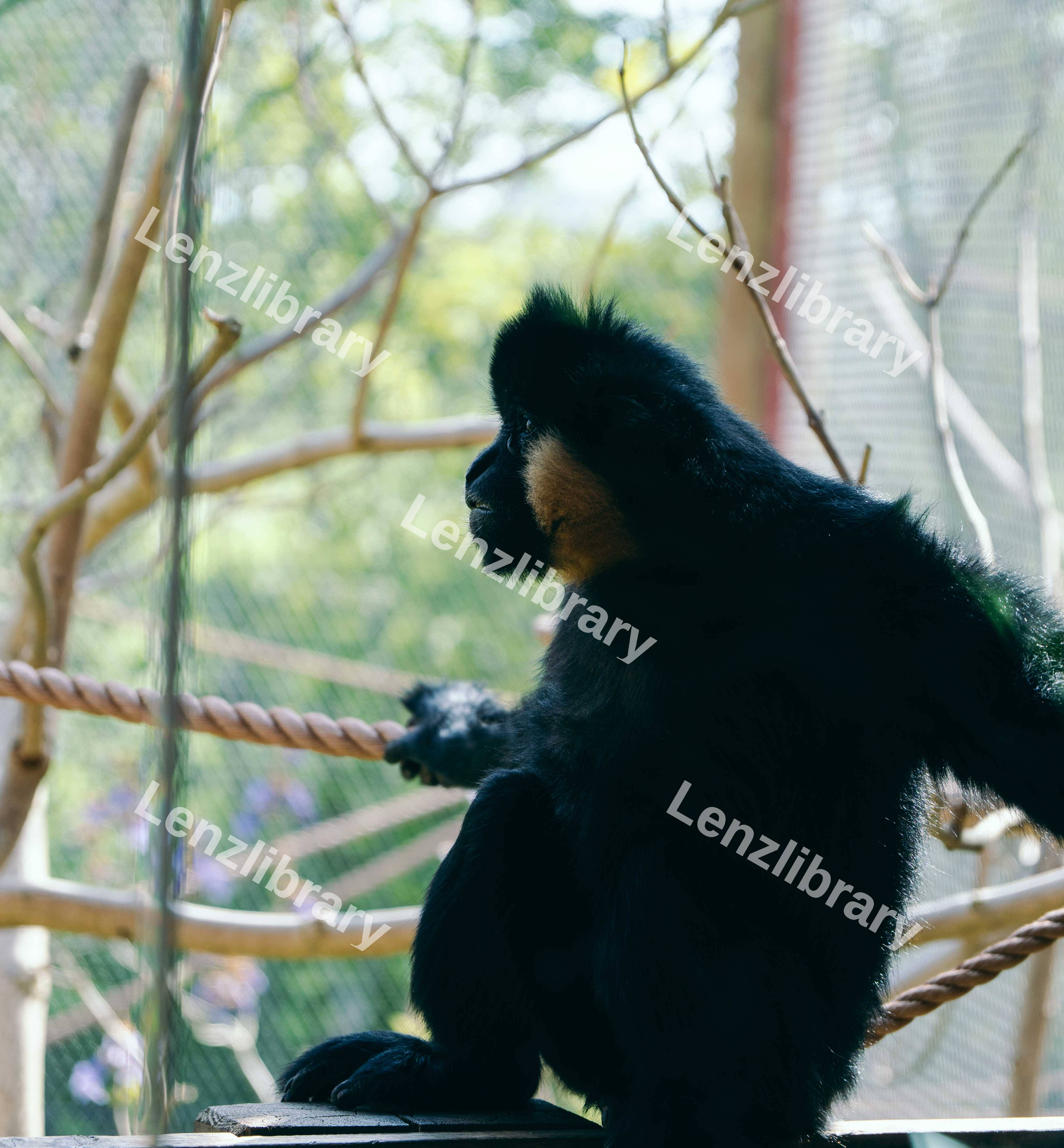 Pondering Gibbon